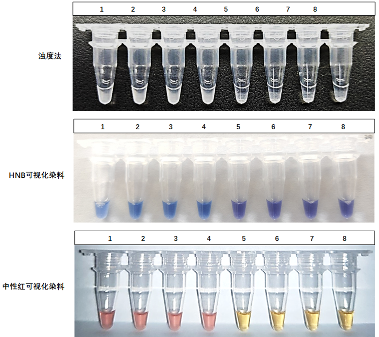 1-4：ASFV-p72基因質(zhì)粒；5-8：NTC