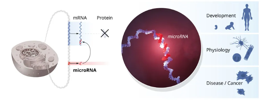microRNA的開創(chuàng)性發(fā)現(xiàn)揭示了基因調(diào)控的一個(gè)新維度